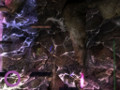 ing_gameplay13.jpg, 1024x768, 153.8 KB ing_gameplay13.jpg